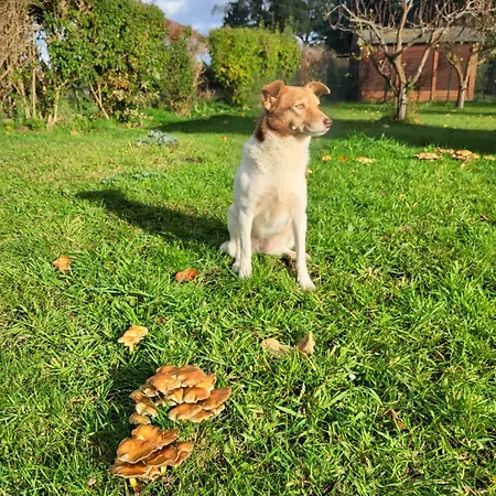 דירה Am Wasserturm Mit Kleinem Bauernhof *