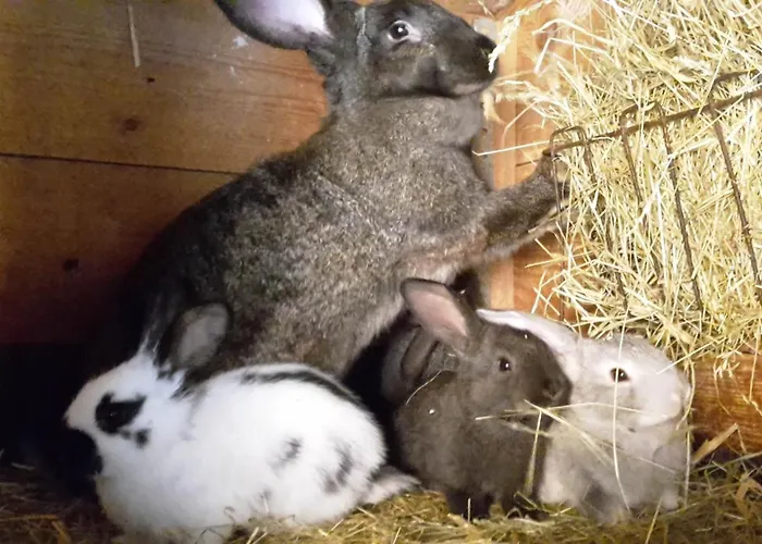 Am Wasserturm Mit Kleinem Bauernhof Apartament