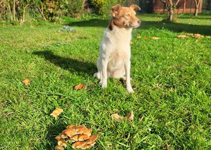 Apartament Am Wasserturm Mit Kleinem Bauernhof *