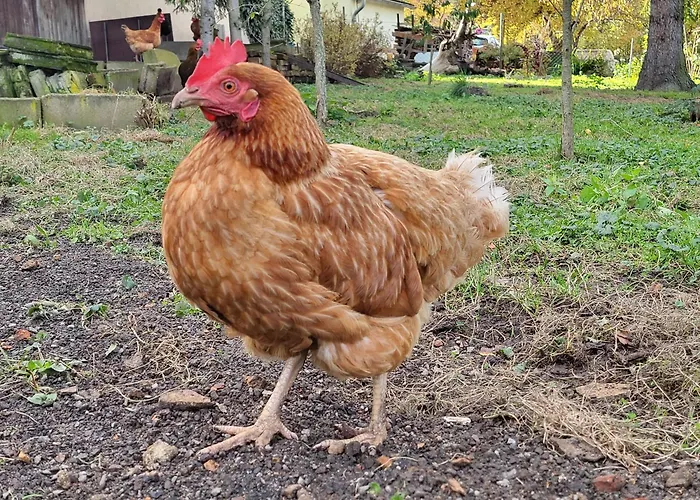 Am Wasserturm Mit Kleinem Bauernhof Apartament *